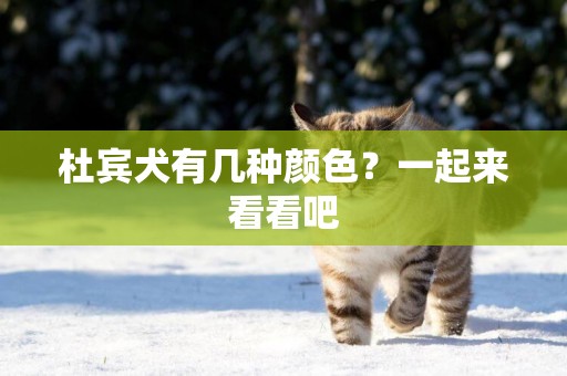 杜賓犬有幾種顏色？一起來看看吧