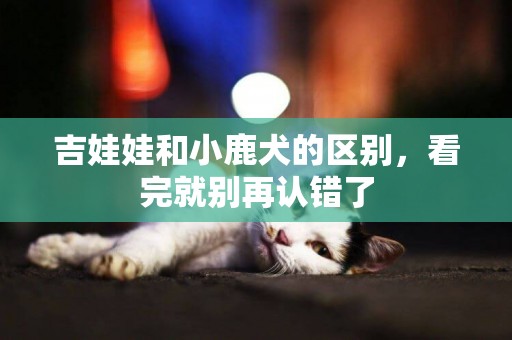 吉娃娃和小鹿犬的區別，看完就別再認錯了