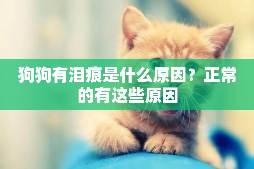 狗狗有淚痕是什么原因？正常的有這些原因