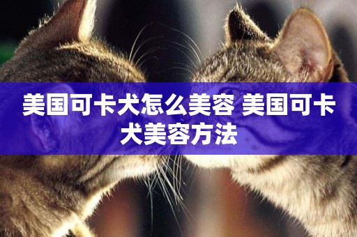 美國可卡犬怎么美容 美國可卡犬美容方法