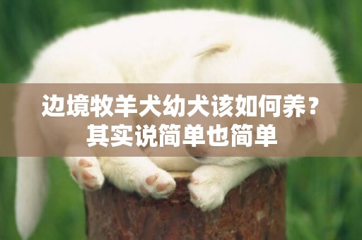 邊境牧羊犬幼犬該如何養？其實說簡單也簡單