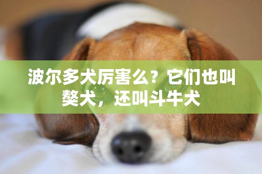 波爾多犬厲害么？它們也叫獒犬，還叫斗牛犬