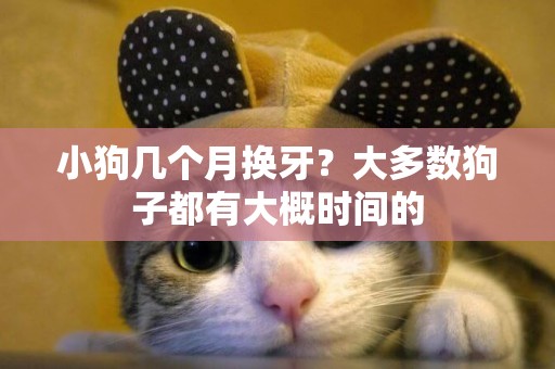 小狗幾個月換牙？大多數狗子都有大概時間的