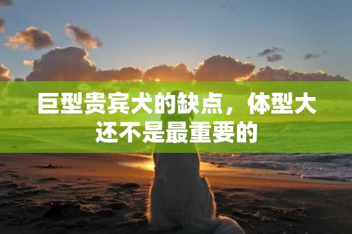 巨型貴賓犬的缺點，體型大還不是最重要的