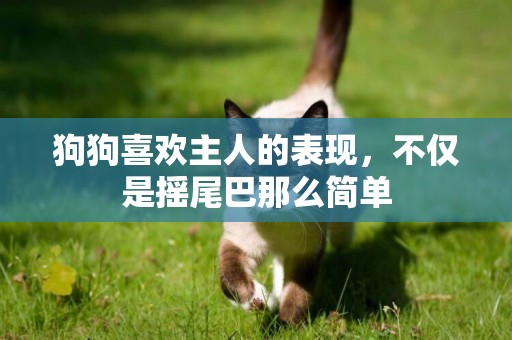 狗狗喜歡主人的表現，不僅是搖尾巴那么簡單
