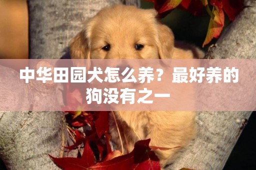 中華田園犬怎么養？最好養的狗沒有之一