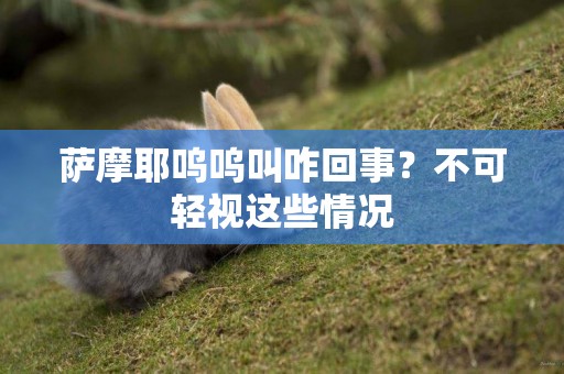 薩摩耶嗚嗚叫咋回事？不可輕視這些情況