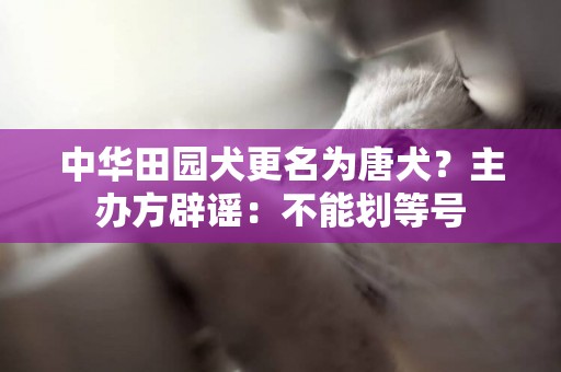 中華田園犬更名為唐犬？主辦方辟謠：不能劃等號