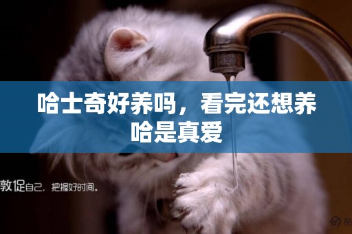 哈士奇好養嗎，看完還想養哈是真愛