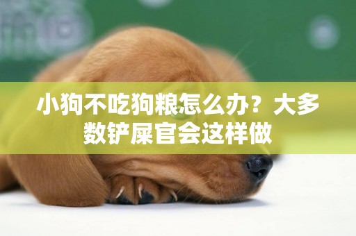 小狗不吃狗糧怎么辦？大多數鏟屎官會這樣做