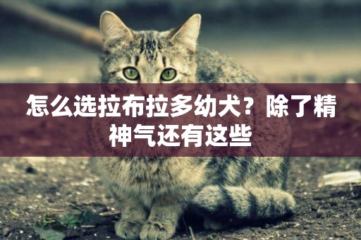 怎么選拉布拉多幼犬？除了精神氣還有這些