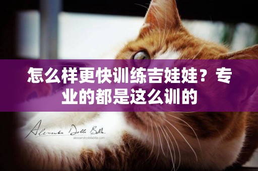 怎么樣更快訓練吉娃娃？專業的都是這么訓的