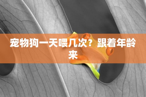 寵物狗一天喂幾次？跟著年齡來