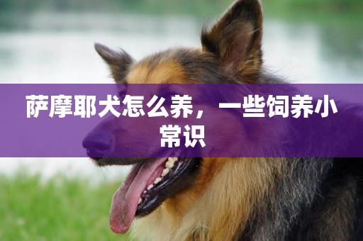 薩摩耶犬怎么養，一些飼養小常識