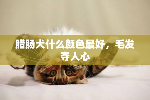 臘腸犬什么顏色最好，毛發奪人心