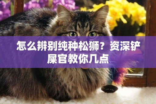 怎么辨別純種松獅？資深鏟屎官教你幾點