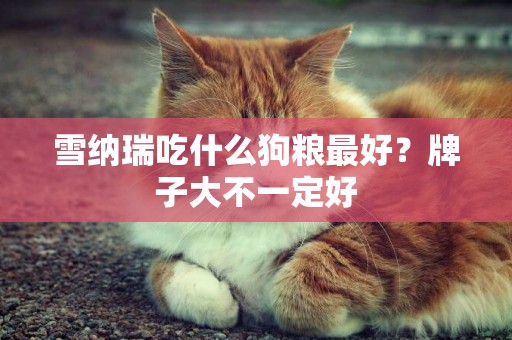 雪納瑞吃什么狗糧最好？牌子大不一定好