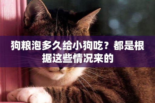 狗糧泡多久給小狗吃？都是根據這些情況來的