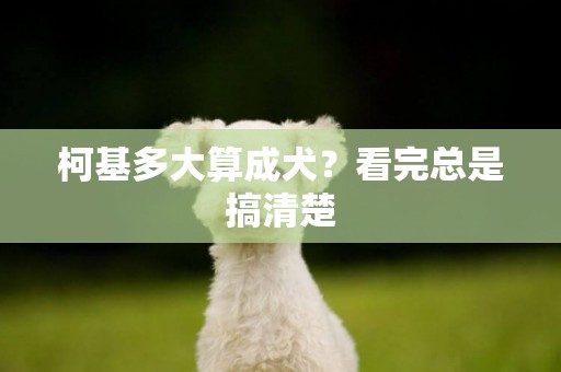 柯基多大算成犬？看完總是搞清楚
