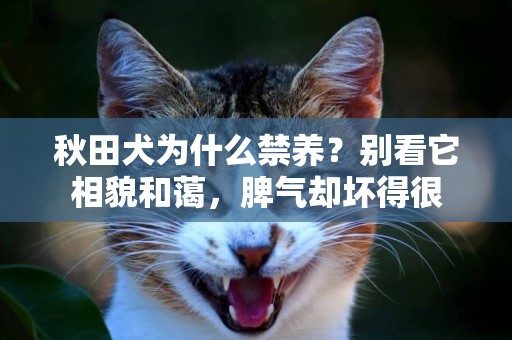秋田犬為什么禁養？別看它相貌和藹，脾氣卻壞得很