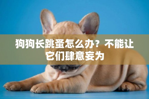 狗狗長跳蚤怎么辦？不能讓它們肆意妄為