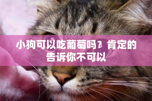 小狗可以吃葡萄嗎？肯定的告訴你不可以