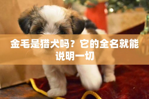 金毛是獵犬嗎？它的全名就能說明一切