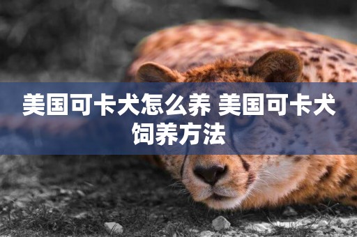 美國可卡犬怎么養 美國可卡犬飼養方法