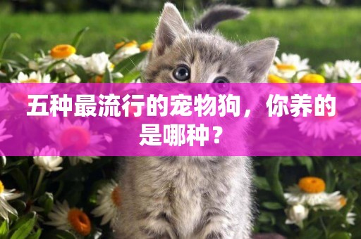 五種最流行的寵物狗，你養的是哪種？