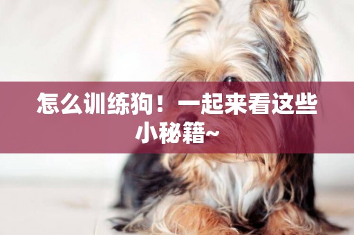 怎么訓練狗！一起來看這些小秘籍~