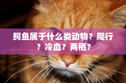 鱷魚屬于什么類動物？爬行？冷血？兩棲？