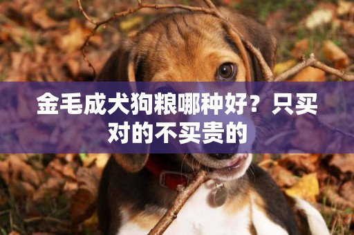 金毛成犬狗糧哪種好？只買對的不買貴的