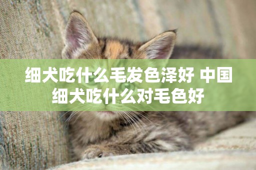 細犬吃什么毛發色澤好 中國細犬吃什么對毛色好