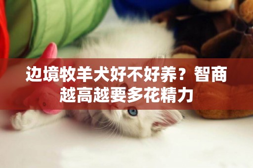 邊境牧羊犬好不好養？智商越高越要多花精力
