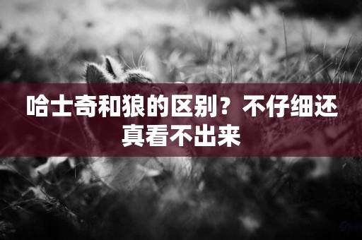 哈士奇和狼的區別？不仔細還真看不出來