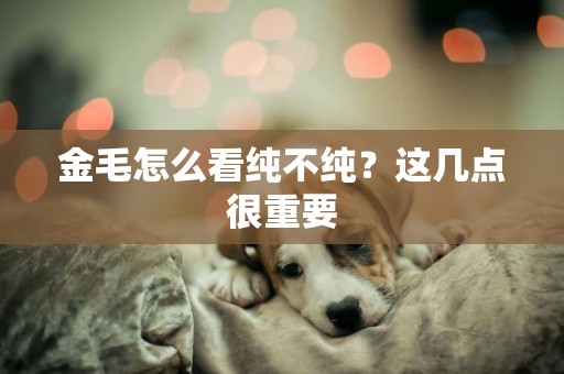 金毛怎么看純不純？這幾點很重要