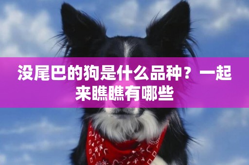沒尾巴的狗是什么品種？一起來瞧瞧有哪些