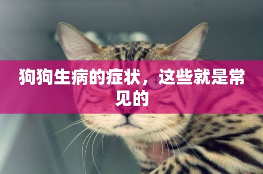 狗狗生病的癥狀，這些就是常見的