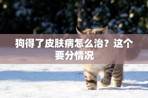 狗得了皮膚病怎么治？這個要分情況