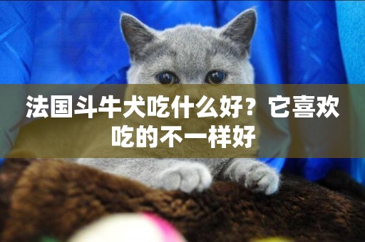 法國斗牛犬吃什么好？它喜歡吃的不一樣好