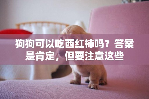 狗狗可以吃西紅柿嗎？答案是肯定，但要注意這些
