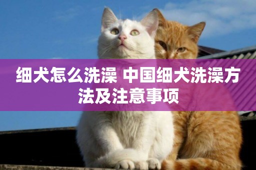 細犬怎么洗澡 中國細犬洗澡方法及注意事項