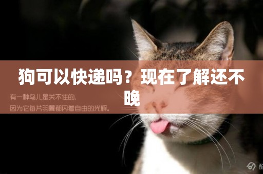 狗可以快遞嗎？現在了解還不晚