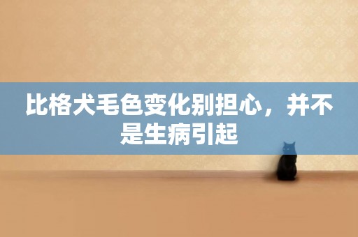 比格犬毛色變化別擔心，并不是生病引起