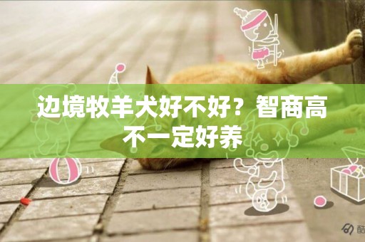 邊境牧羊犬好不好？智商高不一定好養
