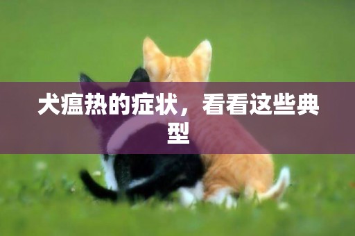 犬瘟熱的癥狀，看看這些典型