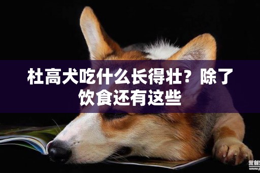 杜高犬吃什么長得壯？除了飲食還有這些