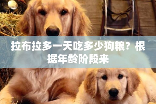 拉布拉多一天吃多少狗糧？根據年齡階段來