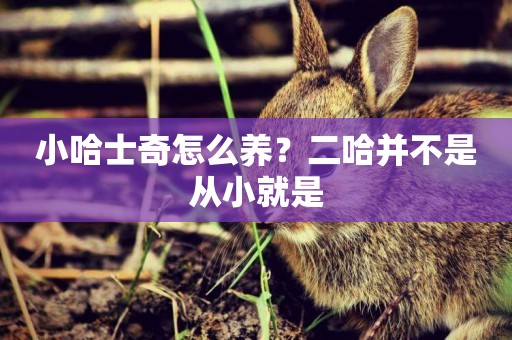 小哈士奇怎么養？二哈并不是從小就是