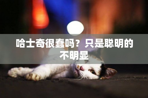 哈士奇很蠢嗎？只是聰明的不明顯